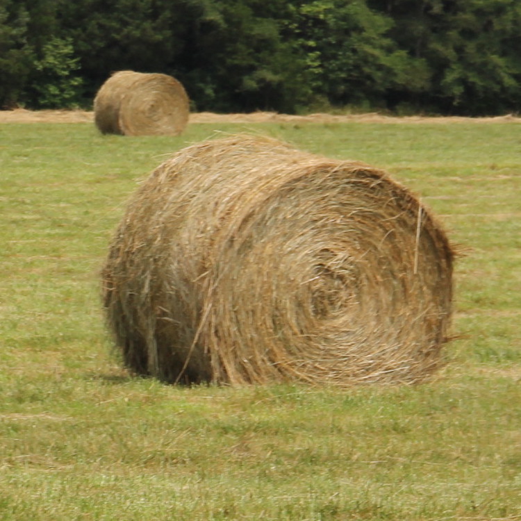 Use of Vermeer mower top prize in GFB Hay Contest